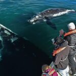 ¿Cuáles son los 5 autos del 2026 con la garantía de fábrica más larga del mercado? »